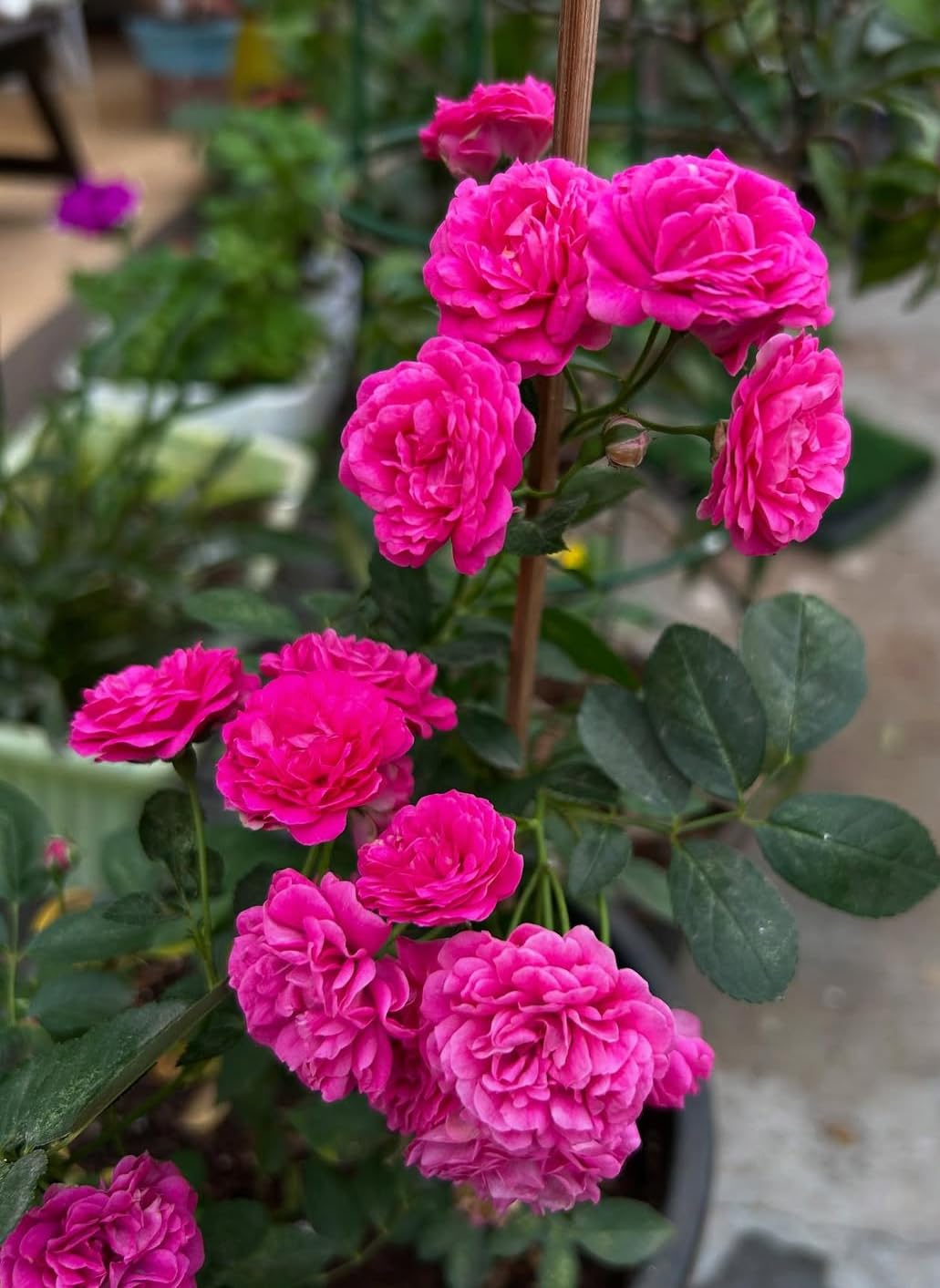 Elegant Climbing Rose Flower Seeds