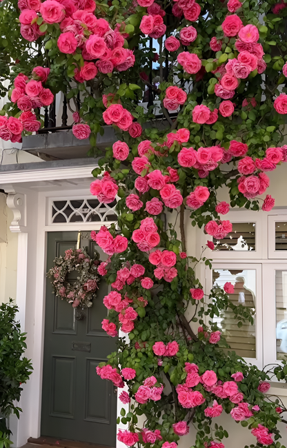 Elegant Climbing Rose Flower Seeds
