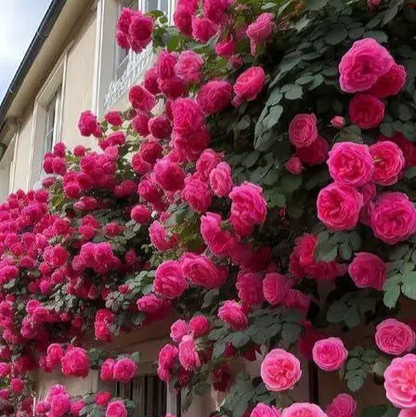 Elegant Climbing Rose Flower Seeds